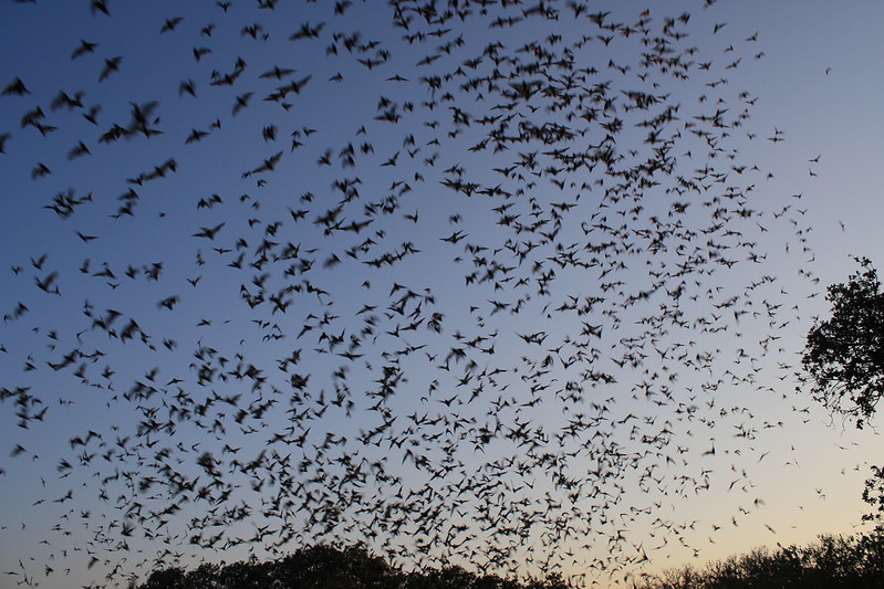 Mexican free-tailed bats flying against dusk sky in San Antonio, Texas.
