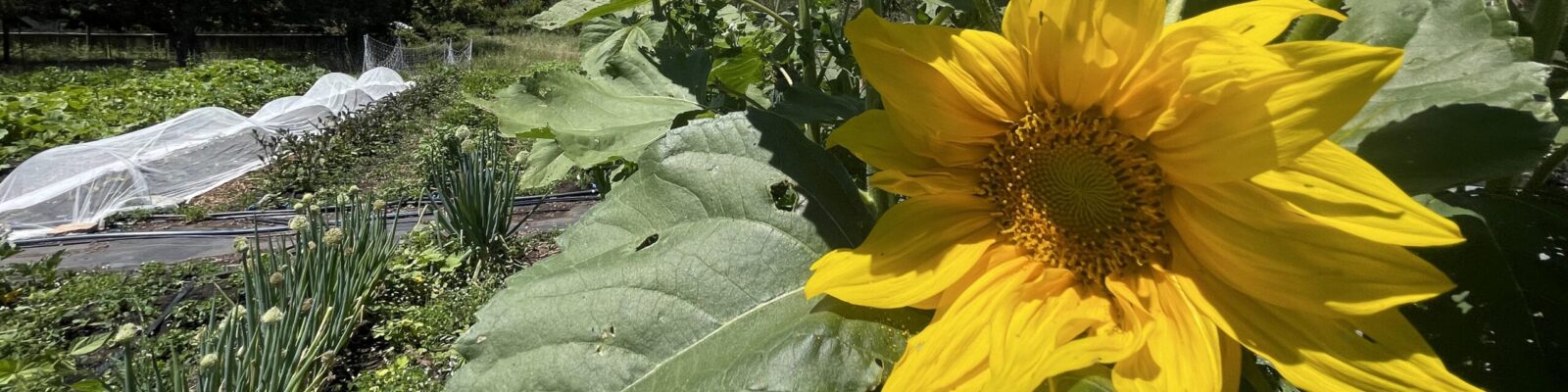 Petaluma Bounty