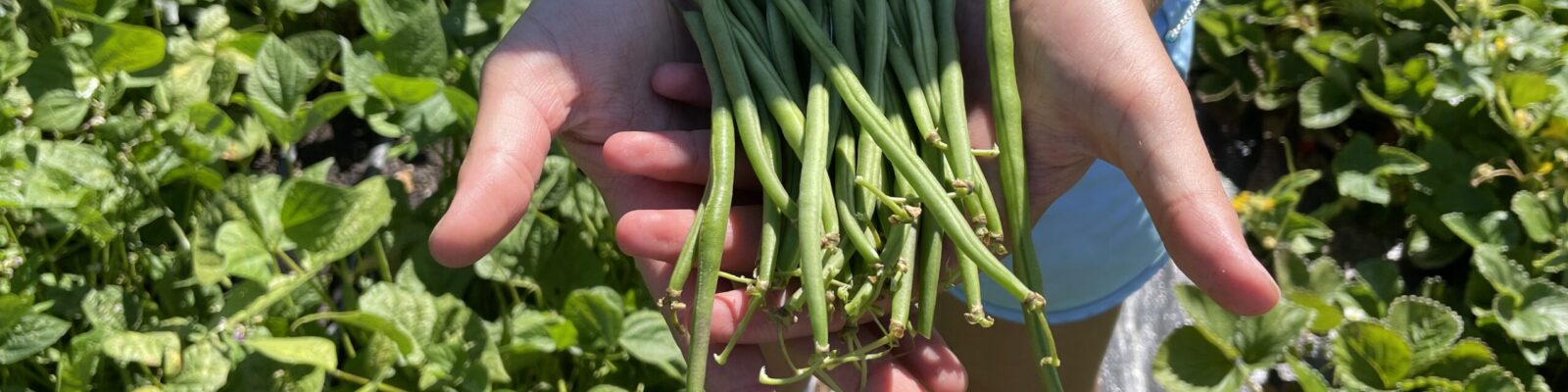Petaluma Bounty