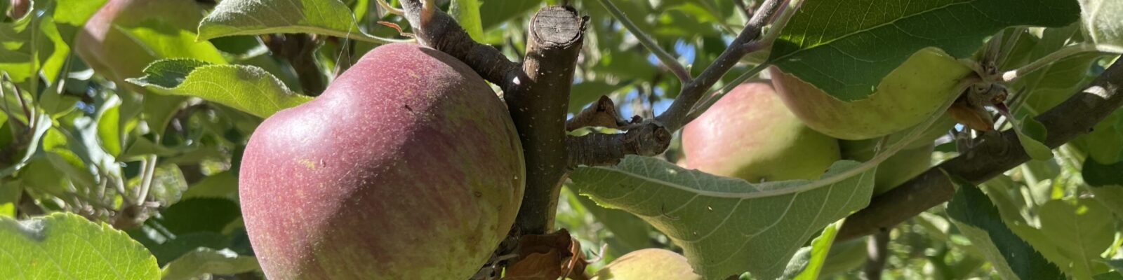 Petaluma Bounty